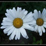 Ox daisy