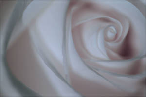 White Rose