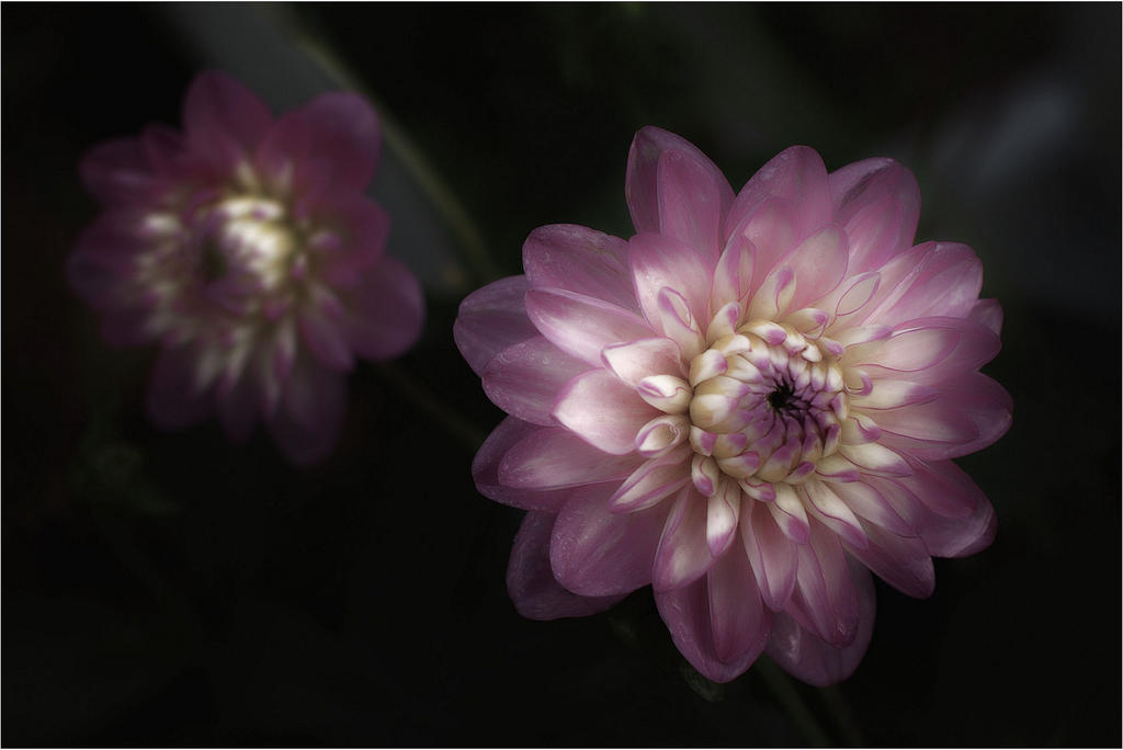 Dahlias