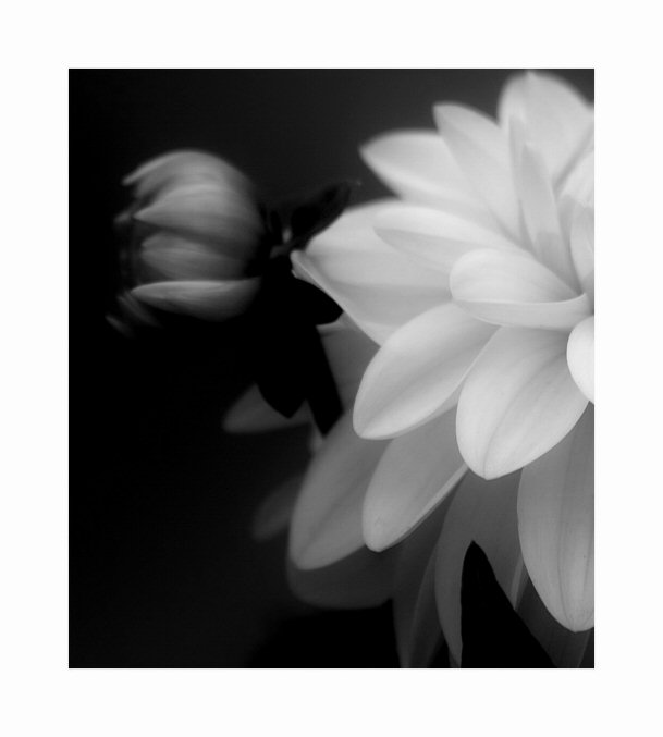 Flower 1.4