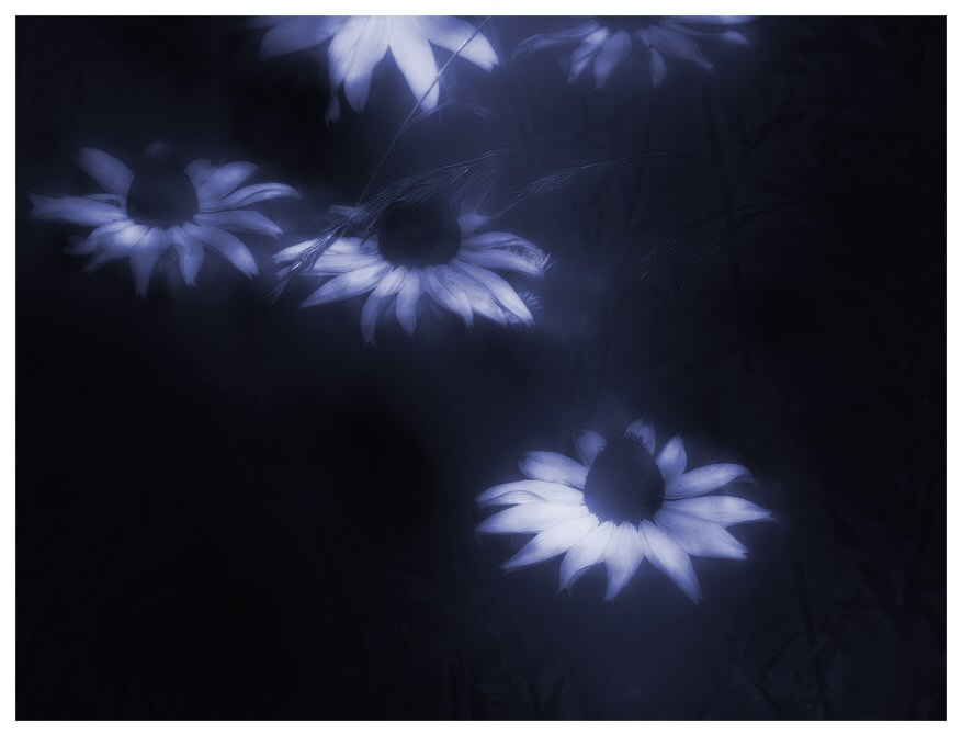 Moon-Lit Susans