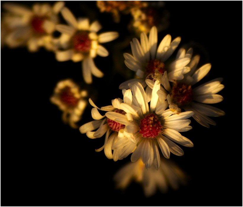 Daisy Spider