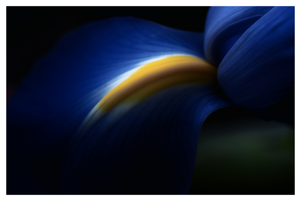 Iris Scape III