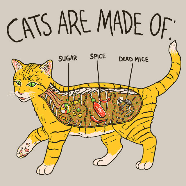 Cat Anatomy by HillaryWhiteRabbit on DeviantArt