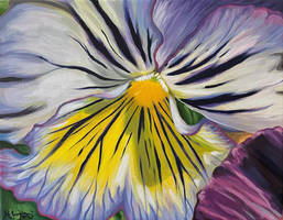 Pansy