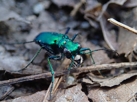 Tiger Beetle