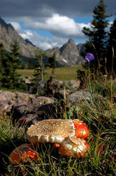 Mountain Mushroom