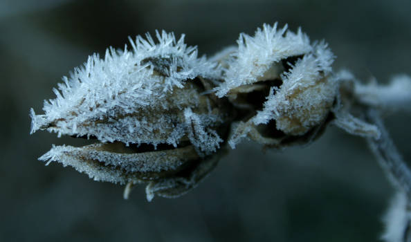 frost attack again