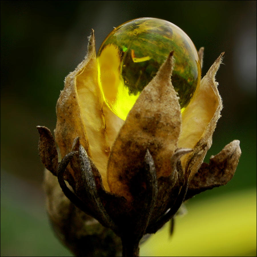 dry flower embellished