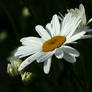 large daisy