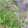 delicate purple flowers