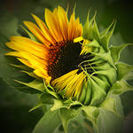 look at the sunflower by SvitakovaEva