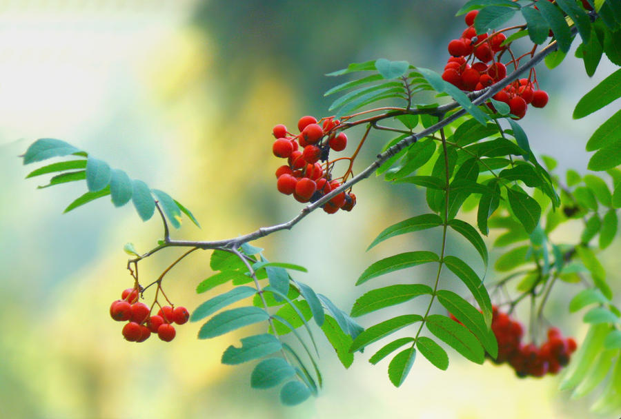 rowan-tree by SvitakovaEva on DeviantArt
