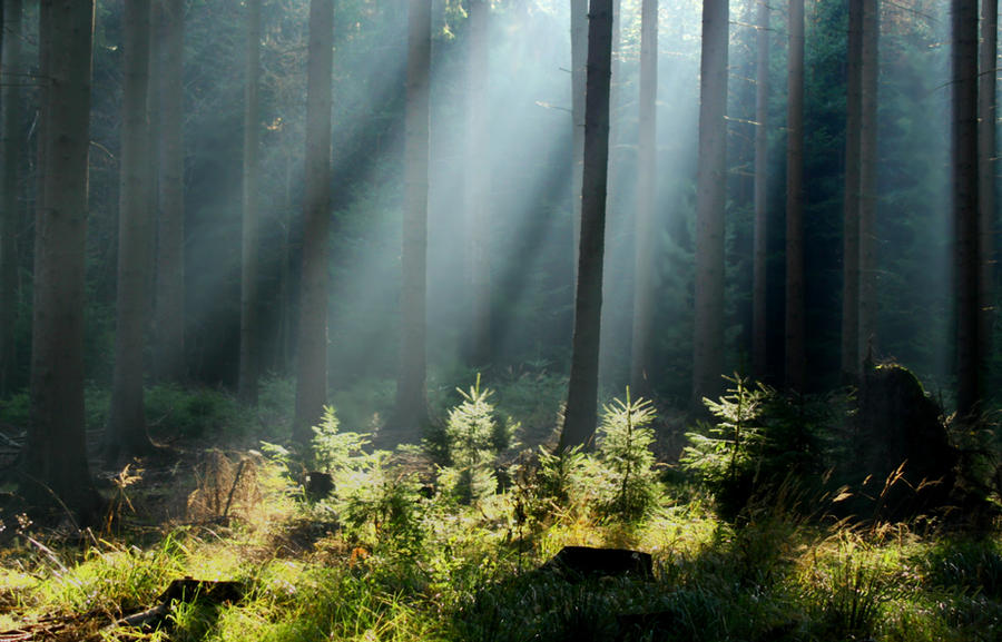 sun rays in forest