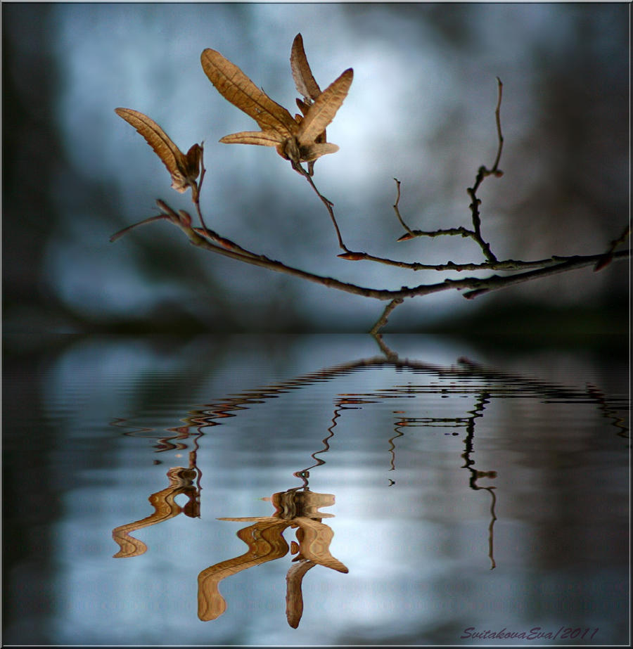 water still life