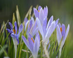 crocuses in the garden by SvitakovaEva