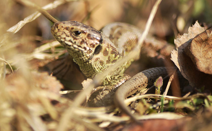 hidden lizard by SvitakovaEva on DeviantArt