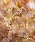 bokeh in the grass by SvitakovaEva