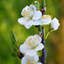 plum blossoms