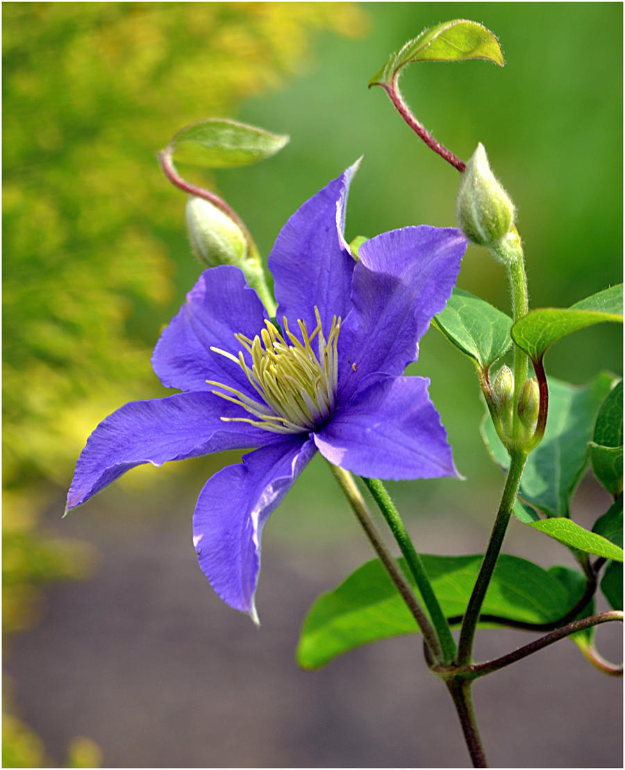 clematis