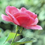fragrant roses