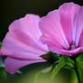 flowering shrub