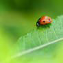 detail on ladybird