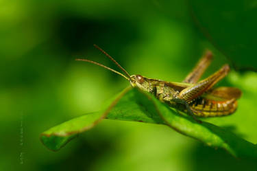 life on the meadow - Grasshopper