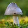 mushrooms in a meadow