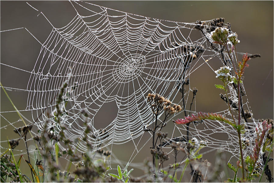 cobweb on a meadow in the morning