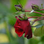 Queen rose-garden