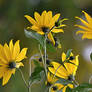 high yellow flowers