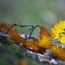 autumn in the forest