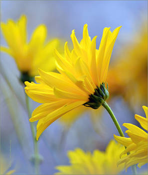 autumn flowers