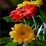 yellow and red gerbera