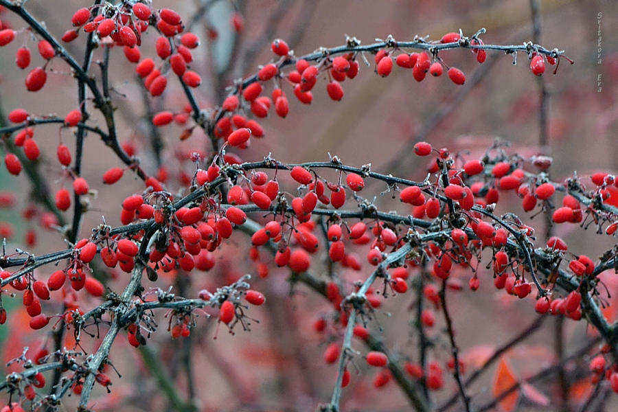 food for birds