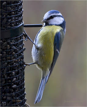 Tit at bird feeders