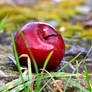 forgotten apple