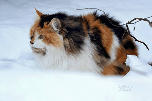 cat in snow