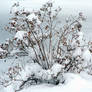 winter magic
