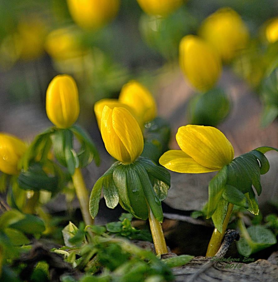 Желтые цветы ранней весной фото. Желтенькие цветочки ранней весной. Желтые весенние цветы. Желтые ранние цветы. Желтые ранние весенние цветы.
