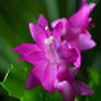 Easter cactus