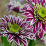 detail on chrysanthemum