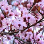 flowering Trees