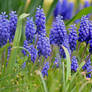 blue flowers on a meadow