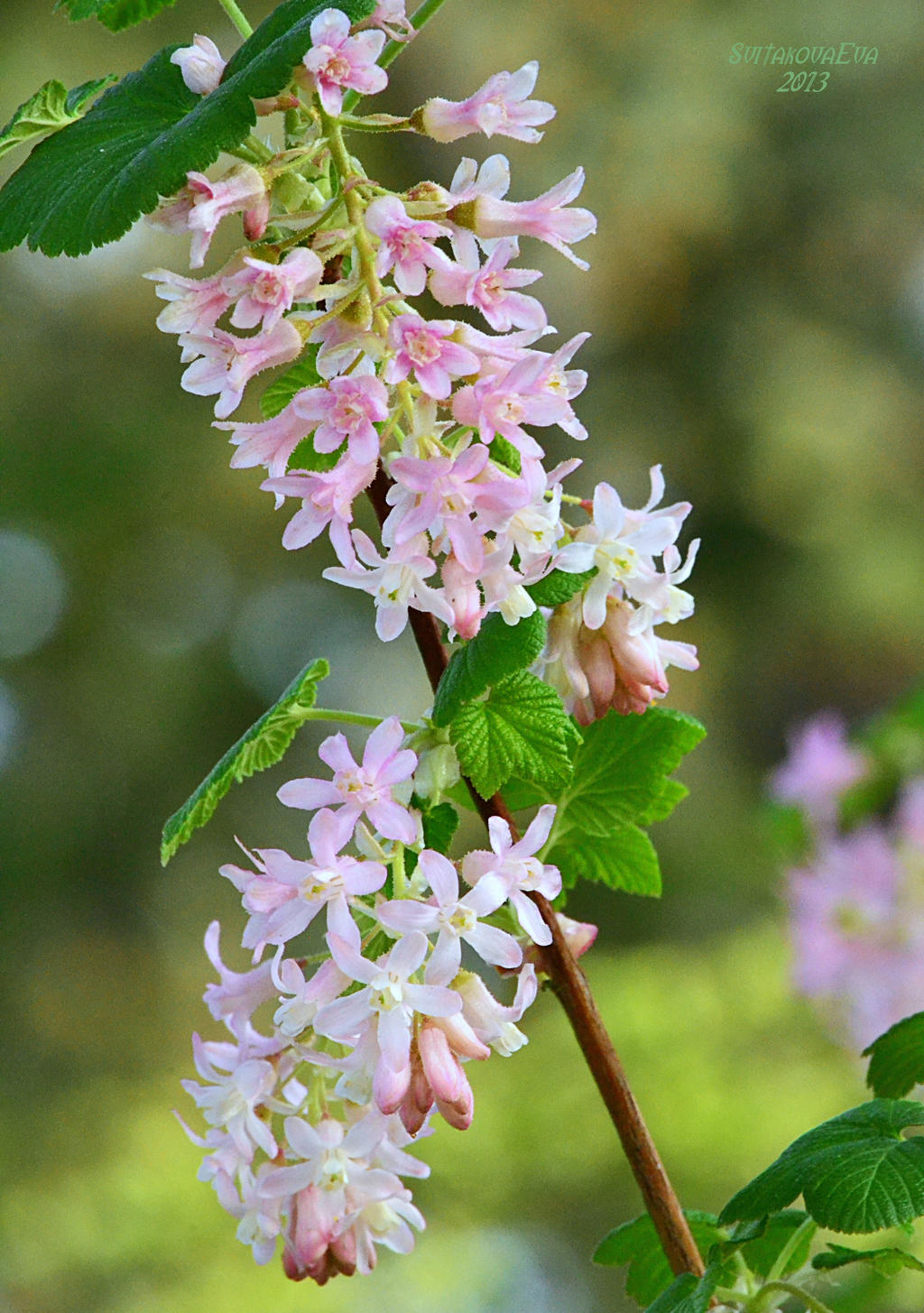 flowering shrub II