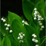 lily of the valley in the forest