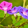 colorful flower