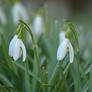 snowdrops in the garden