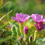 first primrose in the meadow